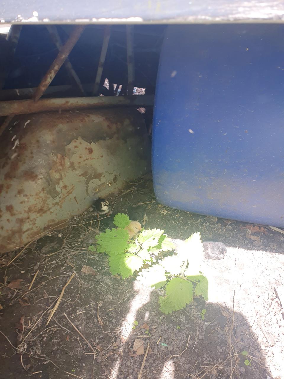 Kip met 3 kuikens of haan