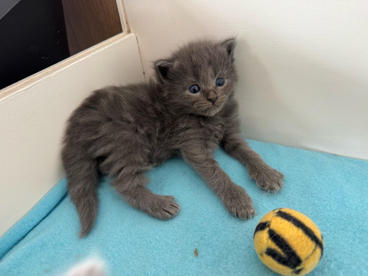 Ragdoll x Nebelung kittens die liefdevol opgroeien