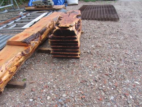 Taxus ceder linde  plataan kers boomstamblad va 10 euro, koffie gratis