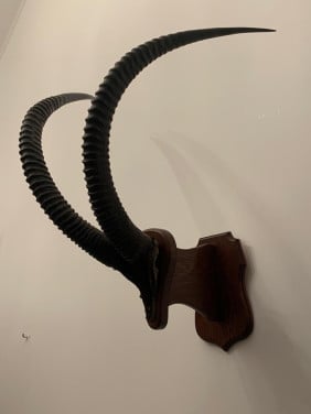 Te koop; hoorns schedel opgezette zwartepaard antilope vintage decoratie