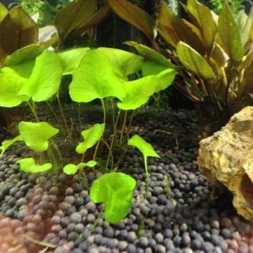 Nymphoides Hydrophylla 'Taiwan'