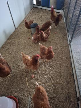 Broedeieren van isa brown