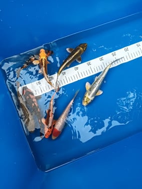 Japanse koi tosai