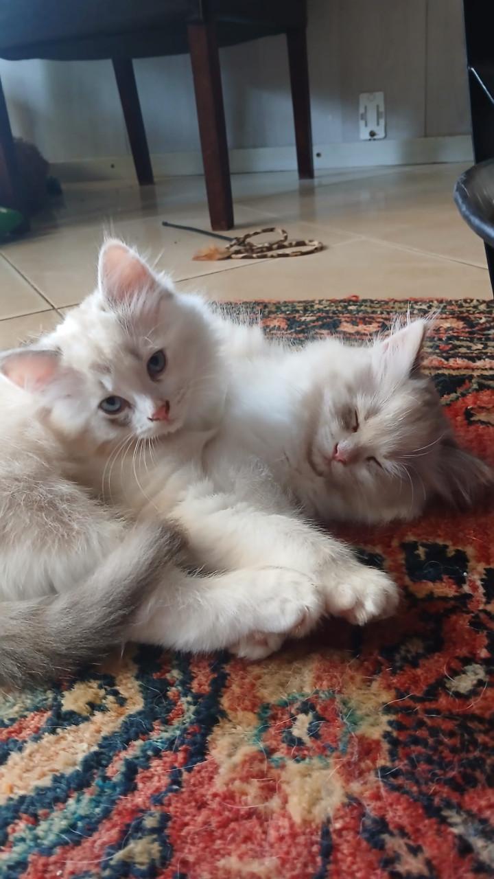 2 ragdoll kittens