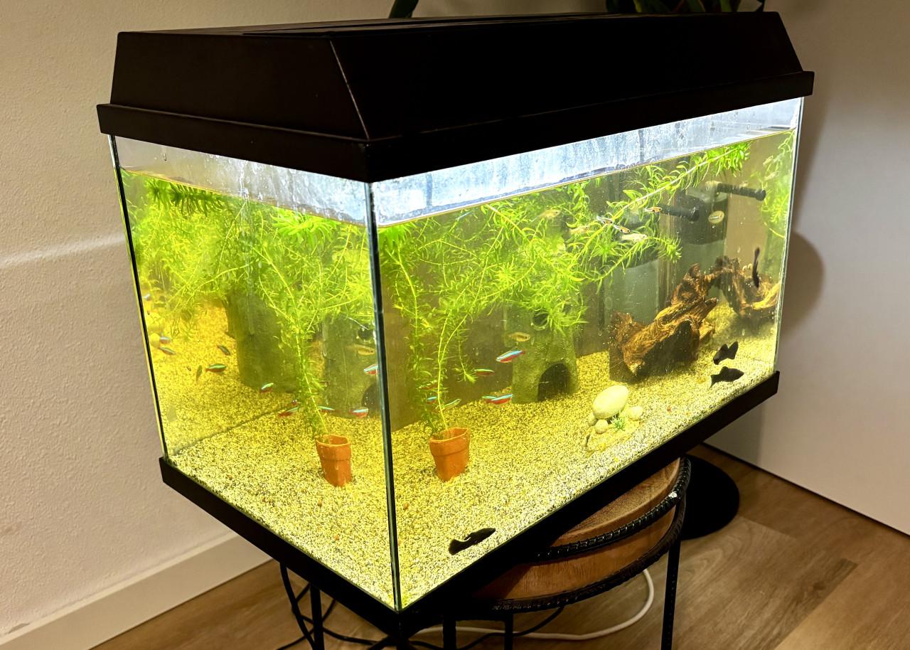 Aquarium inclusief vissen en alle toebehoren