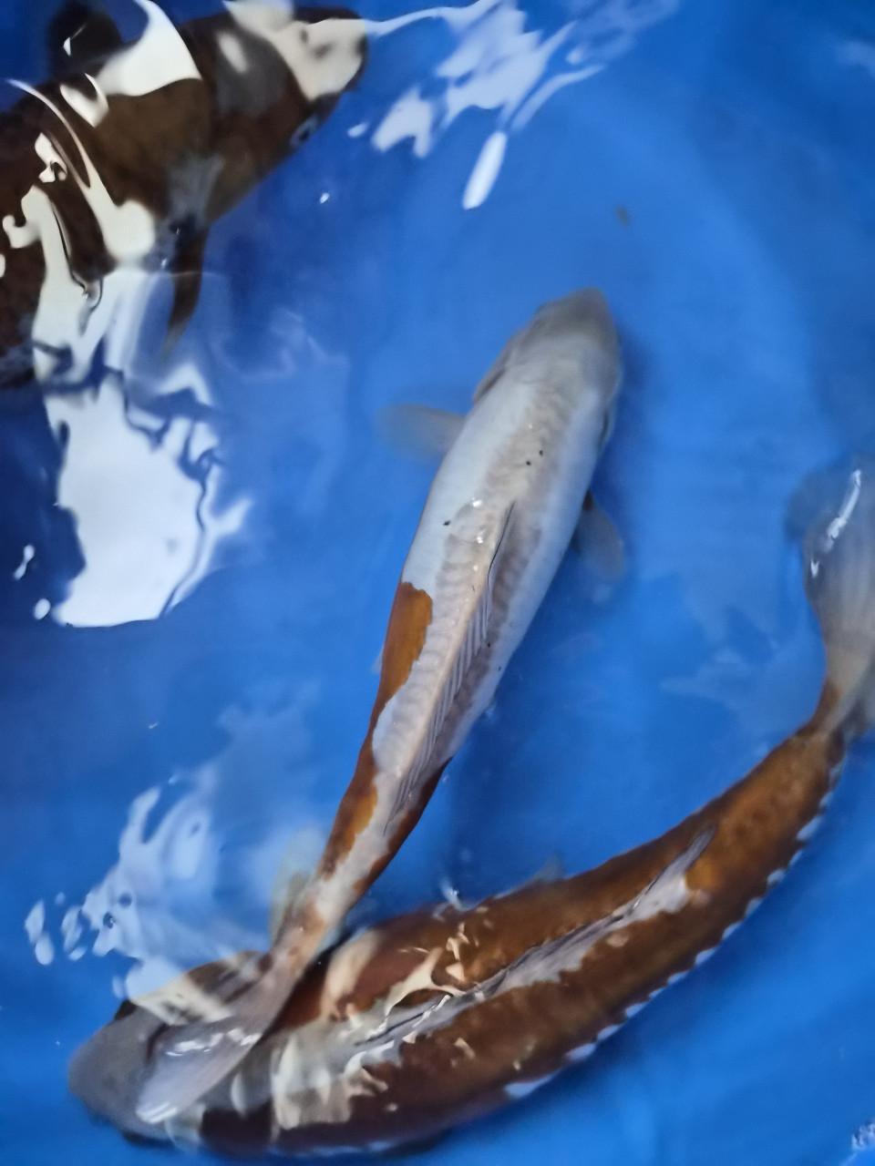 Diverse einde tosai of nisai  koi