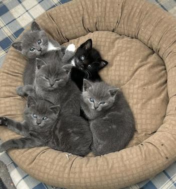 Mooie kittens te koop