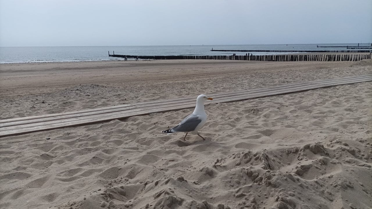 Strandhuisje te huur op strand van Westkapelle