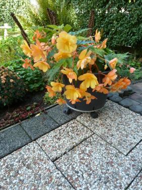 MOOIE KNOLBEGONIA