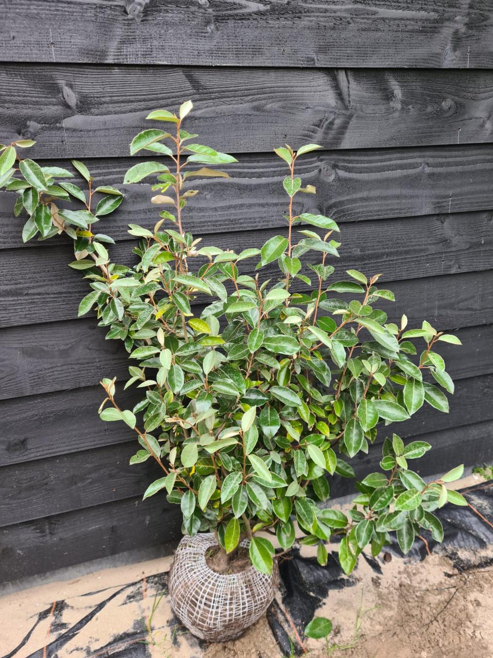 Olijfwilg haagplanten in alle maten