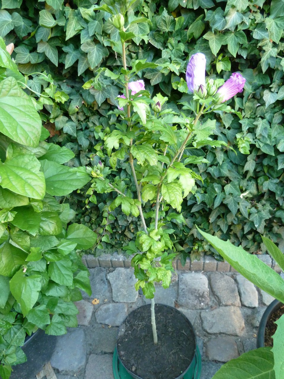 BLOÈIENDE HIBISCUS
