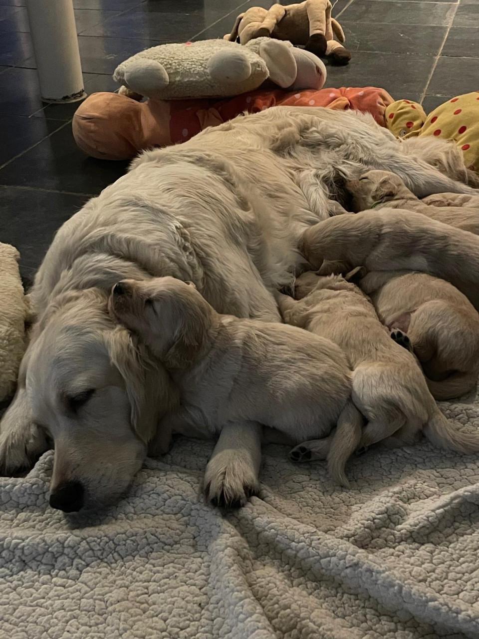 Mooie Golden retriever puppy’s