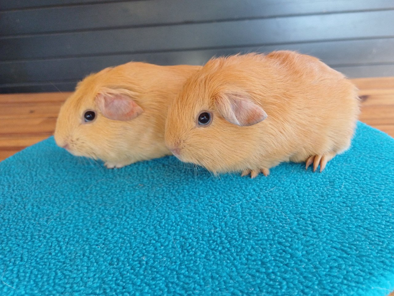 Diverse cavia's aangeboden