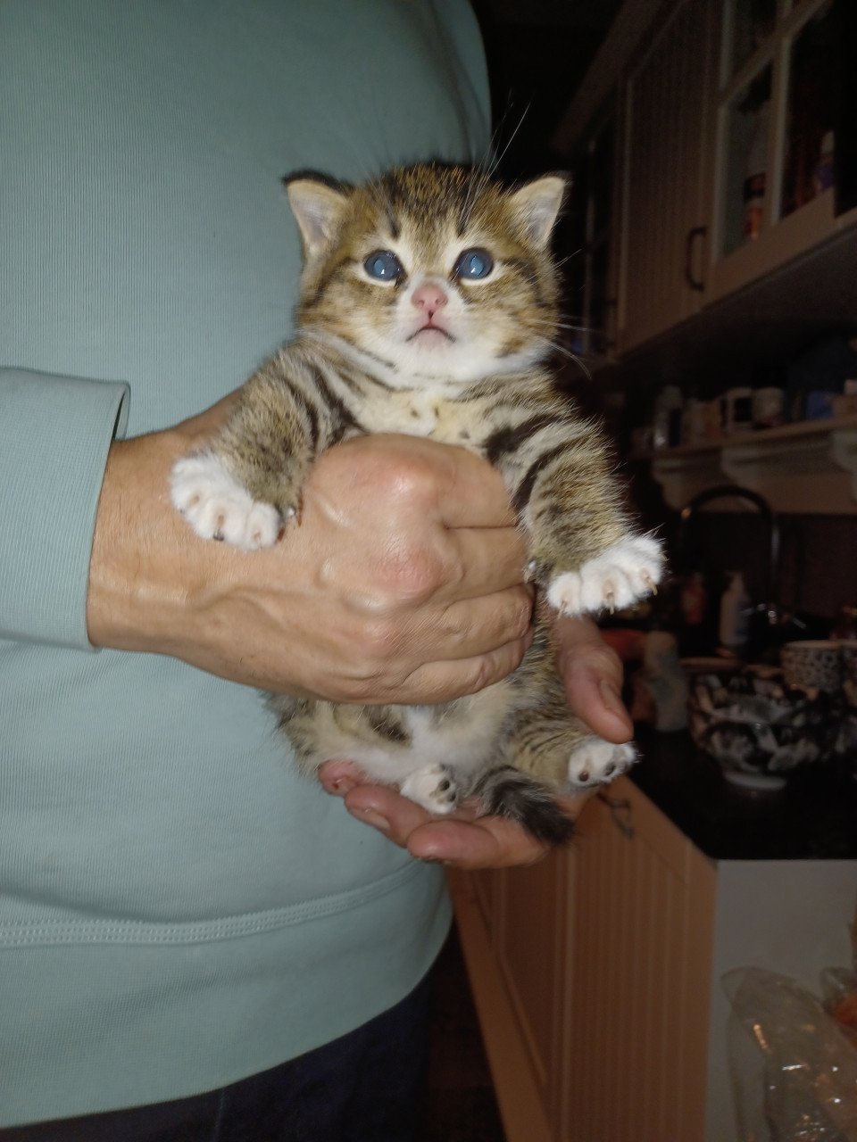 Kittens