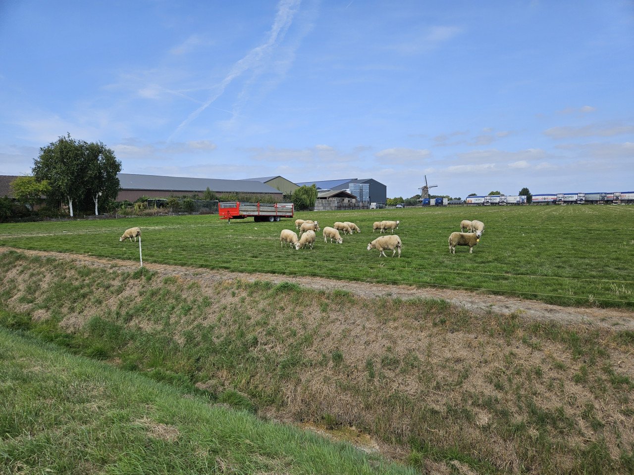 15 enter/overjarige swifter fokschapen