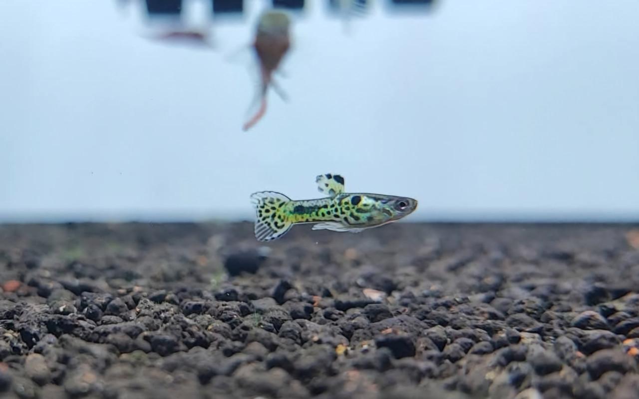 Mooie wild type guppy,s