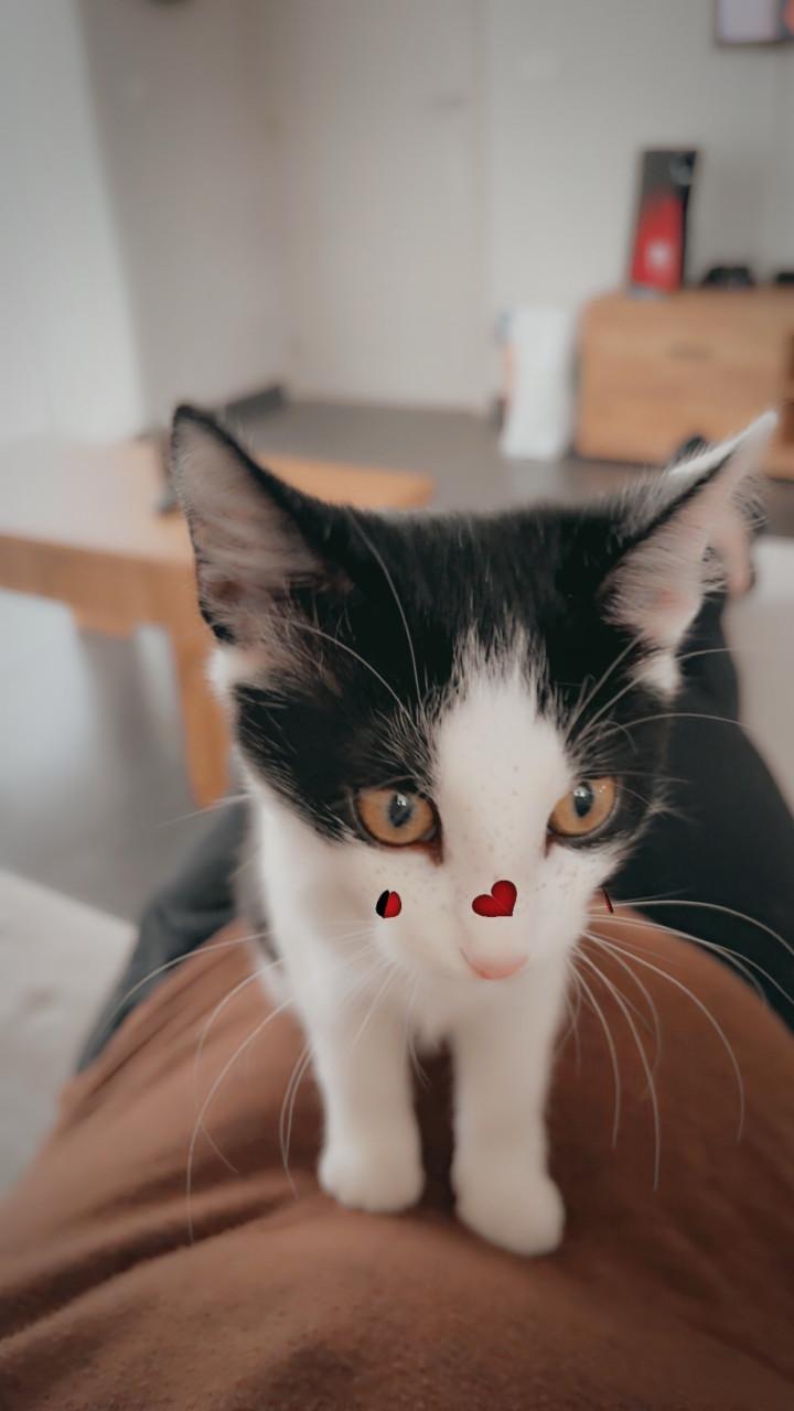 2 katers, kunnen per direct naar een nieuw huis, incl. spullen