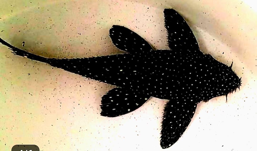 Aquariumvissen L240 pleco