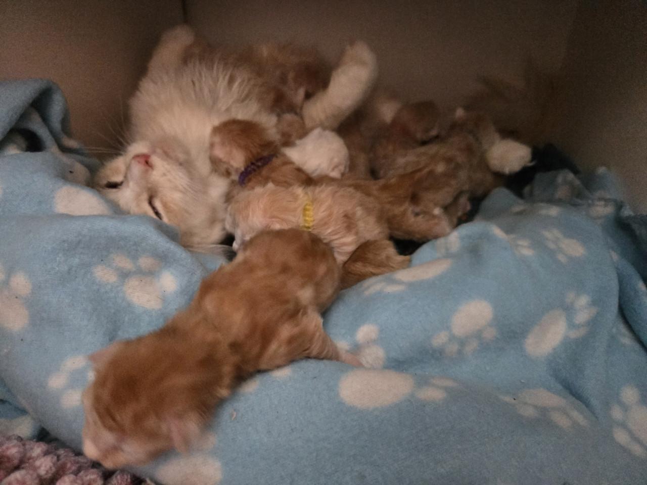 Maine coon kittens met stamboom