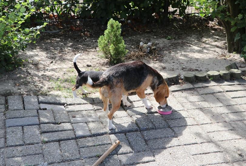 Beagle pups
