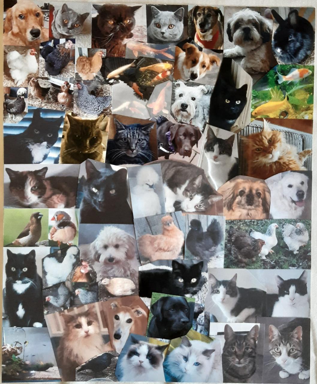 Dieren Oppas / Uitlaat / Verzorg Service