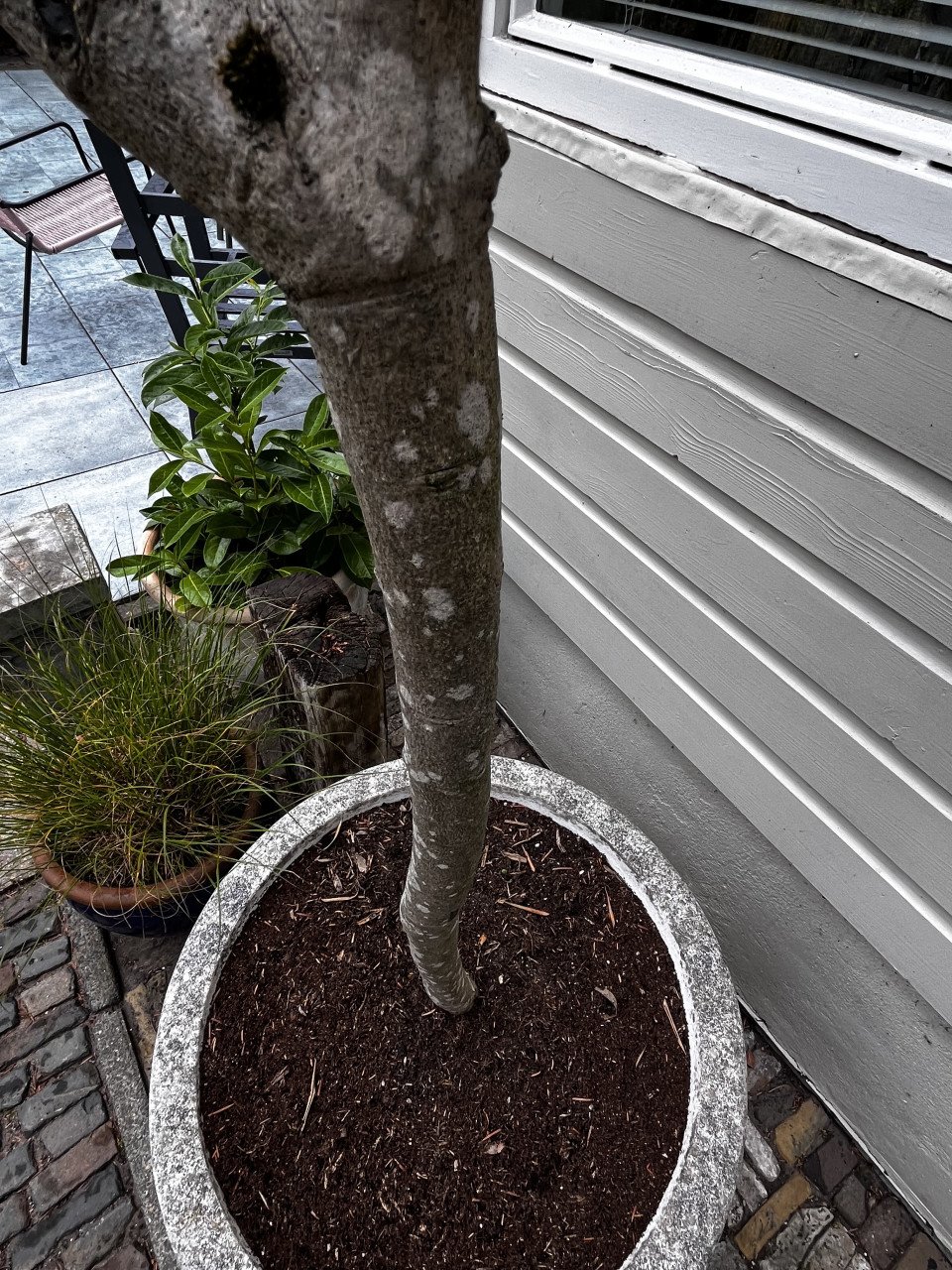 Olijfboom, 240 cm hoog, met stenen pot.