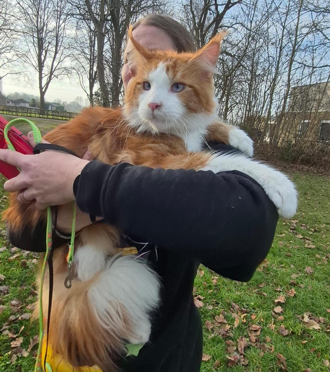 Maine coon dekkater, blauw oog, polydactyl(ntk)