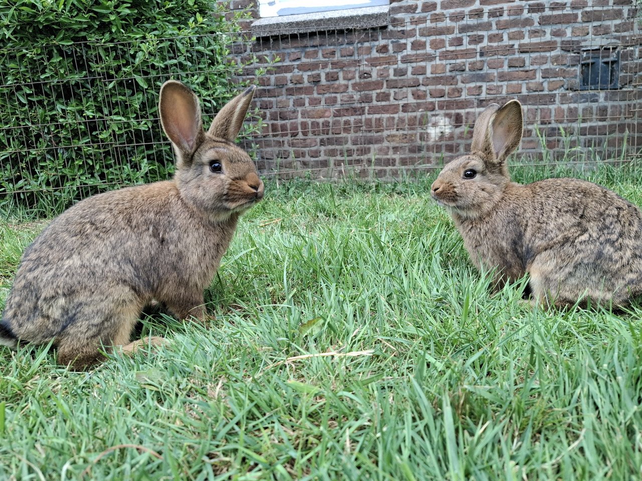 2 bruine konijnen