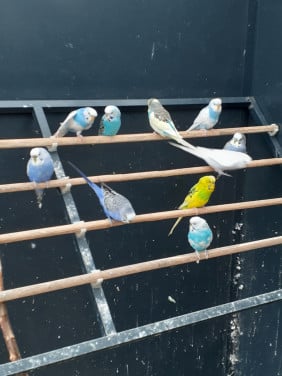 Diverse kleuren jonge grasparkieten