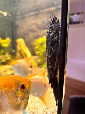 2x Borstelneusmeerval (Ancistrus)