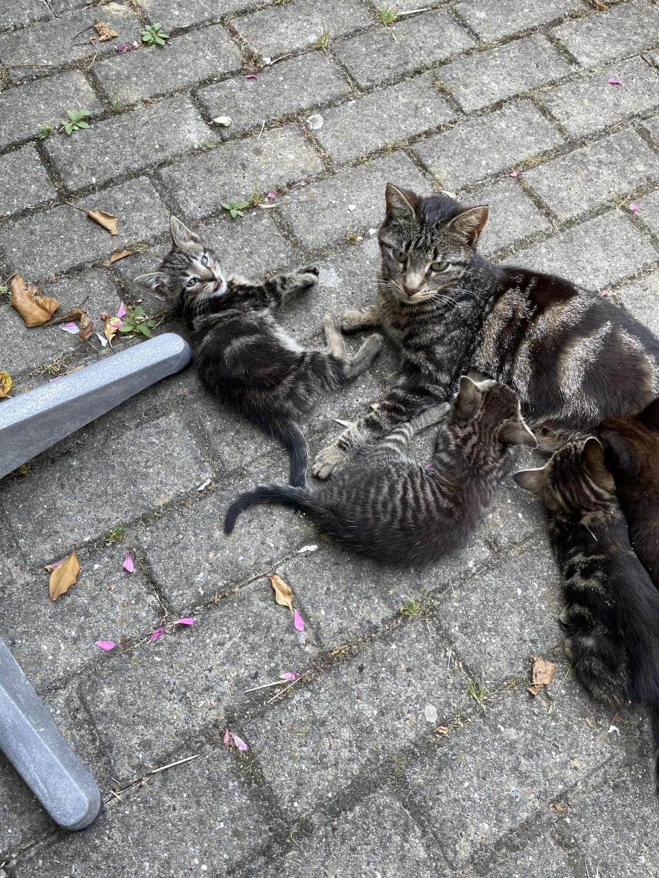 Kittens