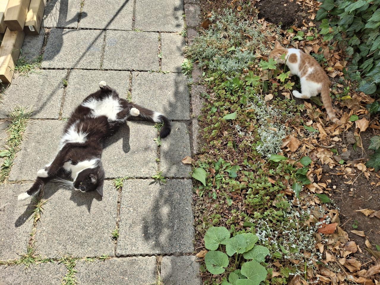 Lieve poes 6 jaar