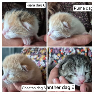 Kittens schildpad poes, gereserveerd.