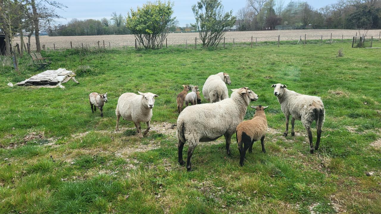 Maasduinenschapen