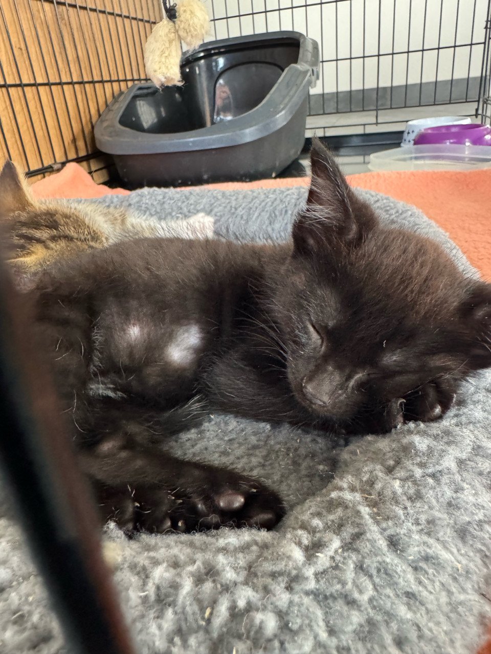 Kittens poesje en twee katertjes x bengaal