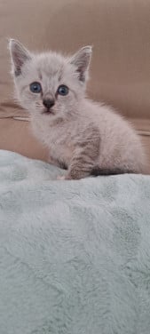 Kitten