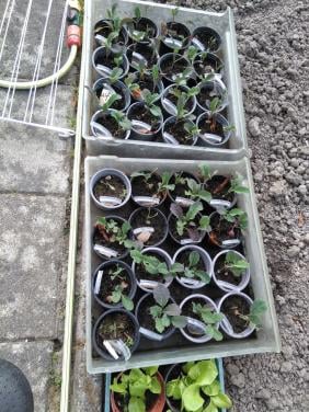 Palmkool-en andijvieplantjes