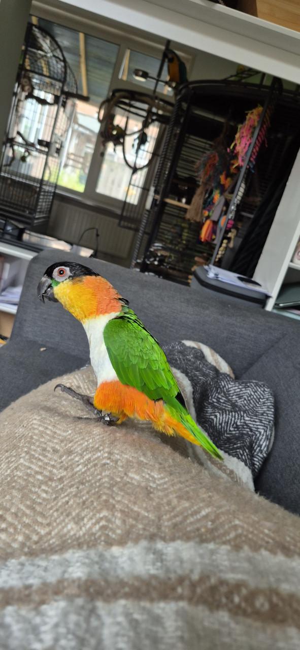 Zwartkop caique man 2021 met gendika en vaste voetring