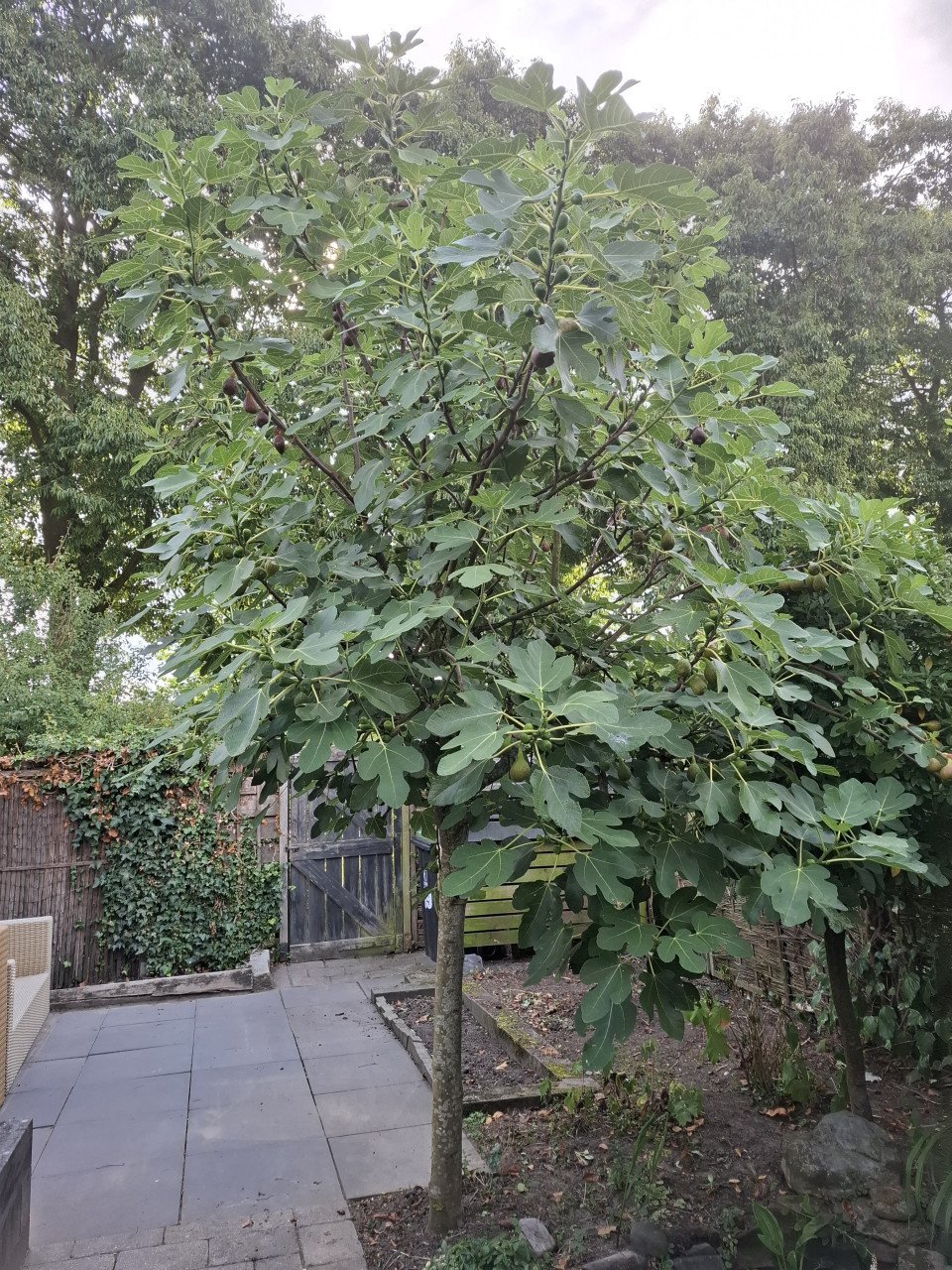 Vijgenboom
