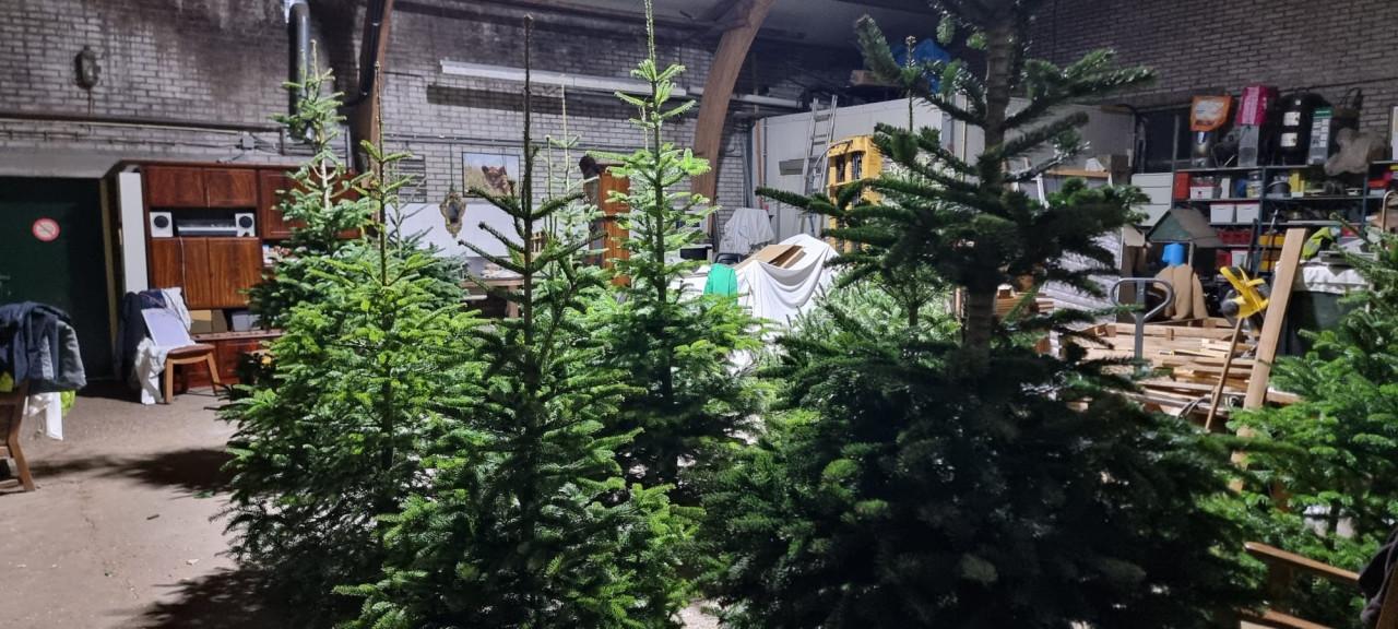 Nog steeds mooie kerstbomen te koop