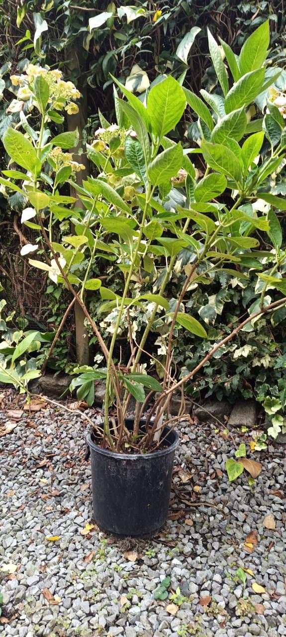 Mooie grote Hortensia's aangeboden in pot !  ++ TIP ++