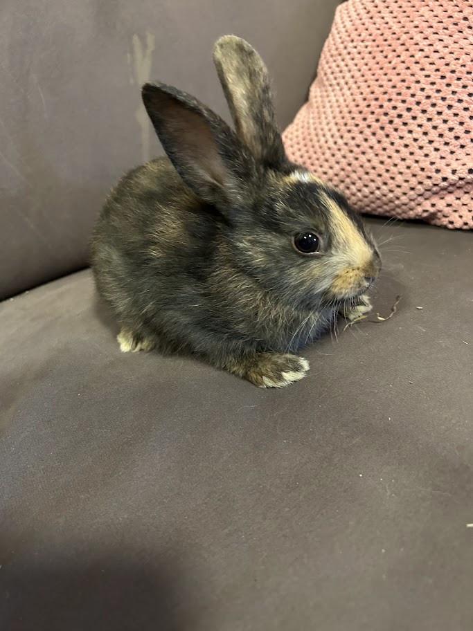 Baby konijntjes te koop