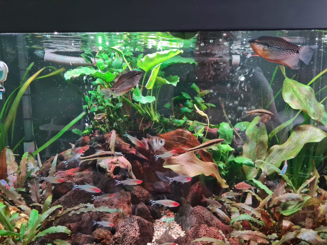 Aquarium Juwel Vision(oude type) met veel accessoires