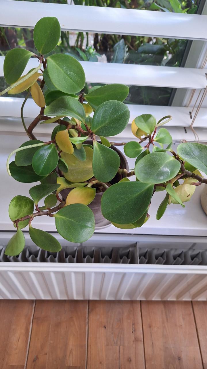 Kamerplant