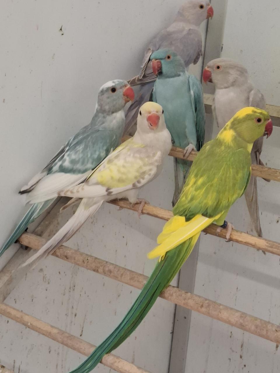Prachtige halsbandparkieten in allerlei kleuren