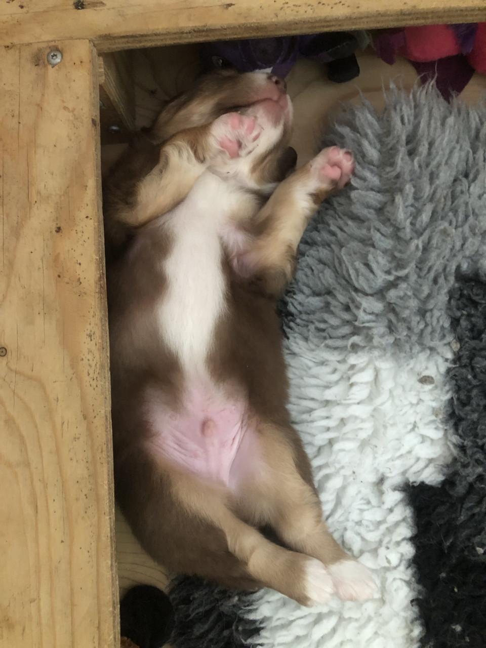 Australian shepherd pups met stamboom uit geteste ouders!!