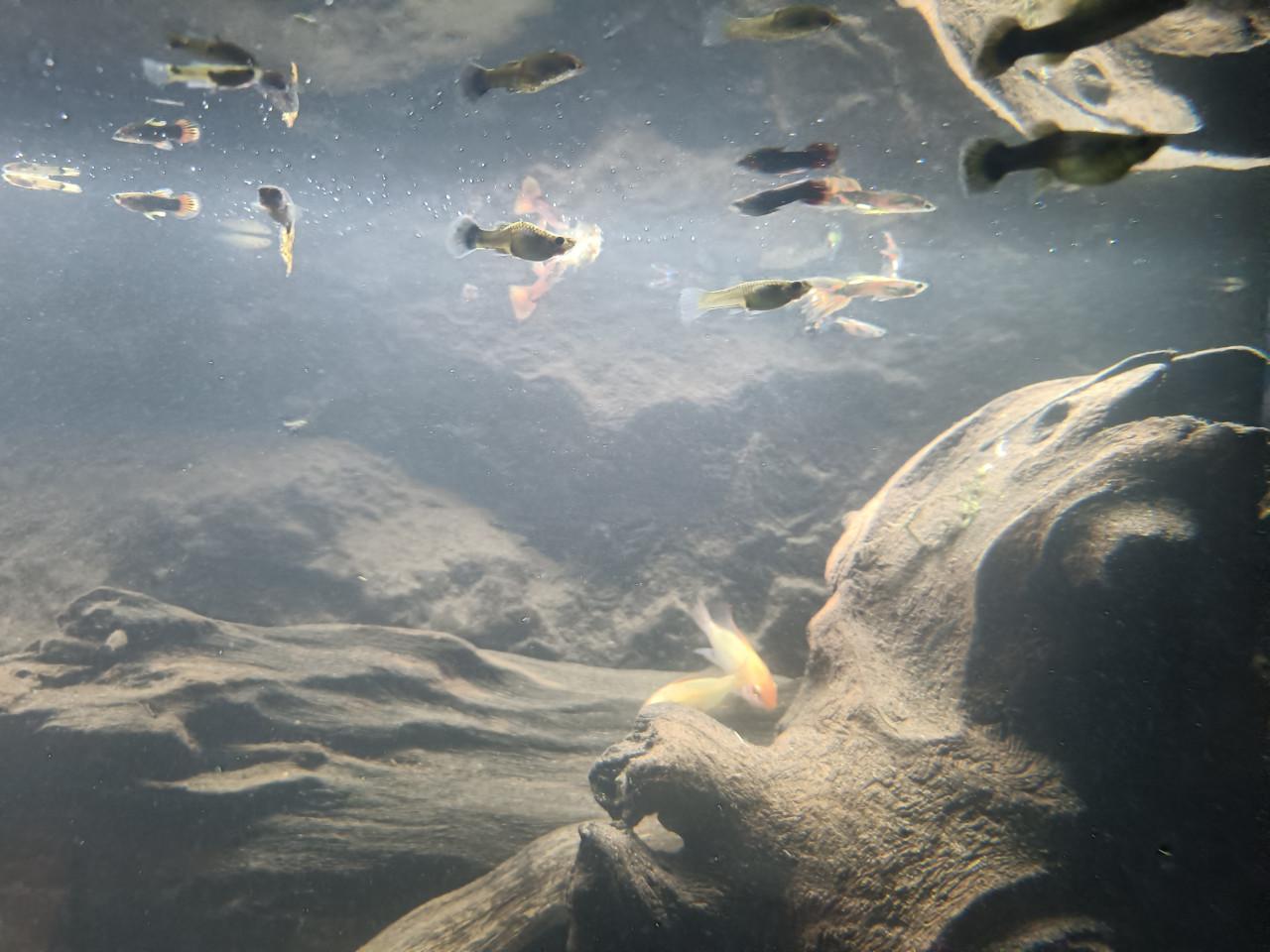 Guppen en albino algeneters ruilen voor planten, mos, drijfplantje