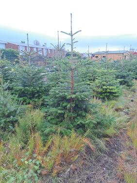 Kerstbomen 15 euro Nordman