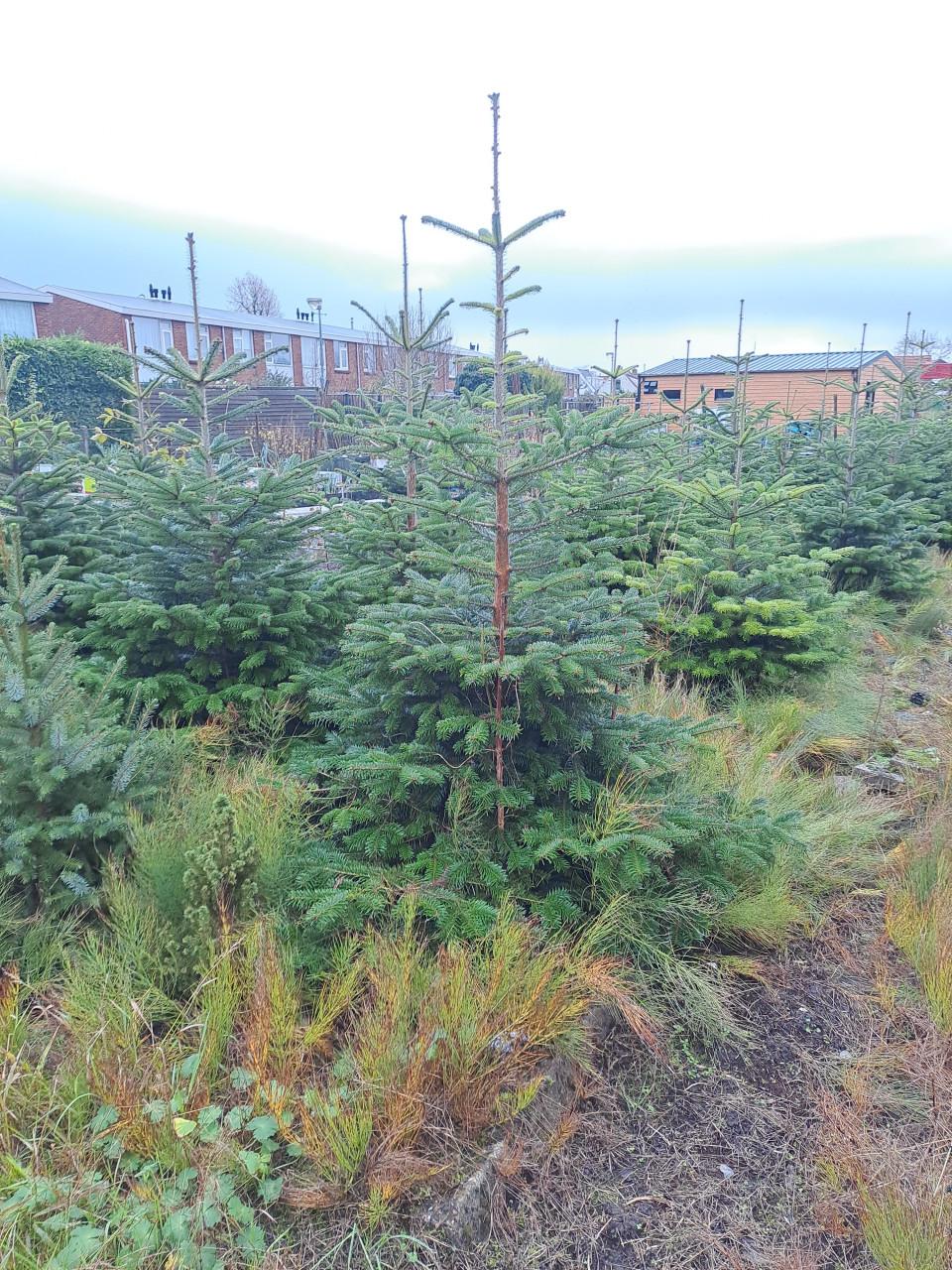 Kerstbomen 15 euro Nordman