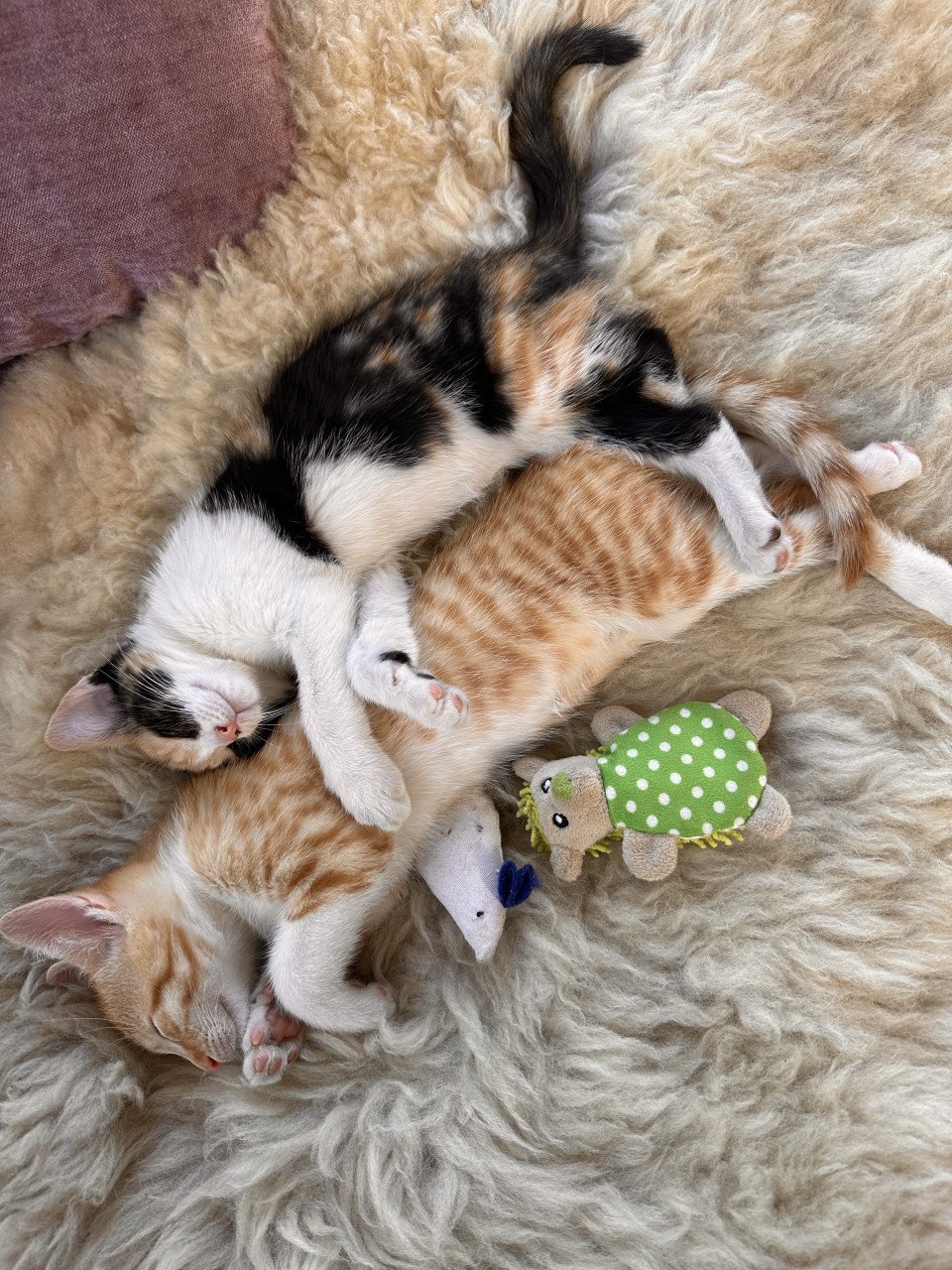 Kittens te koop